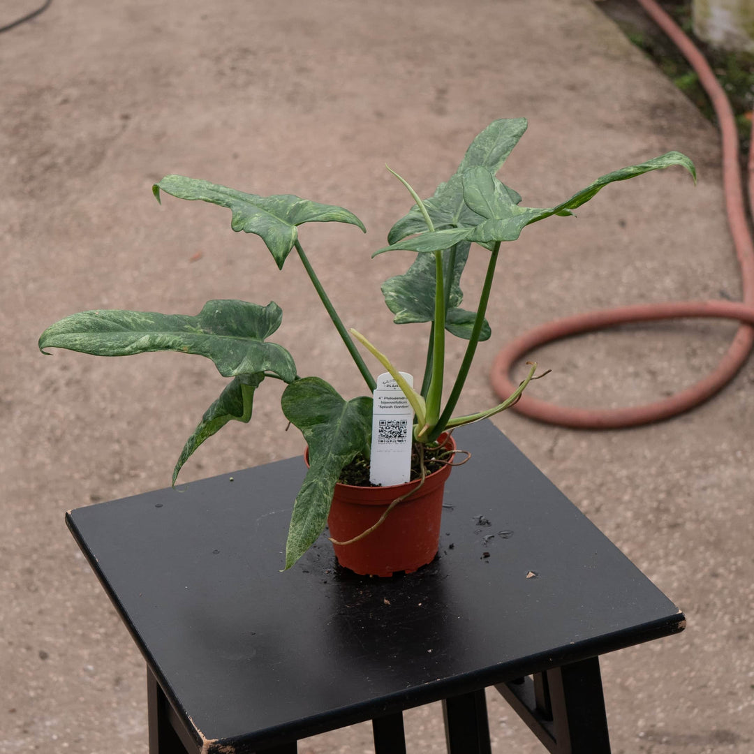 Gabriella Plants Philodendron 4" Philodendron bipennifolium 'Splash Gordon'