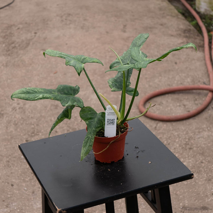 Gabriella Plants Philodendron 4" Philodendron bipennifolium 'Splash Gordon'