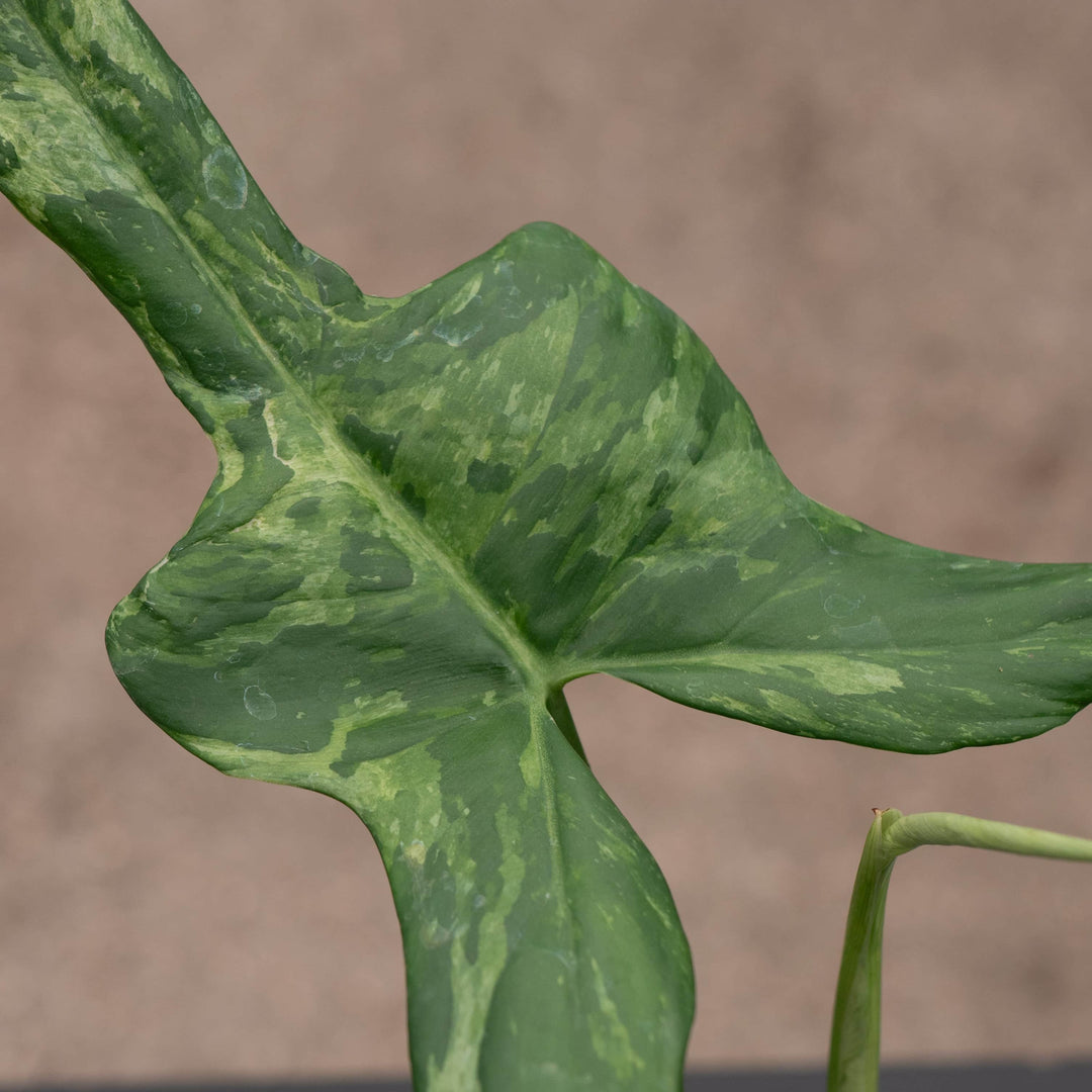 horsehead philodendron bipennifolium Philodendron bipennifolium 'Splash Gordon'