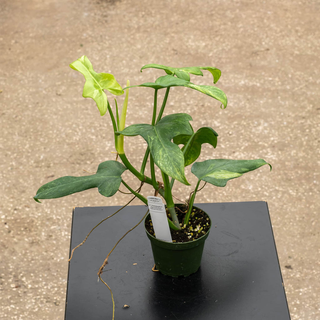 Gabriella Plants Philodendron 4" Philodendron bipennifolium &