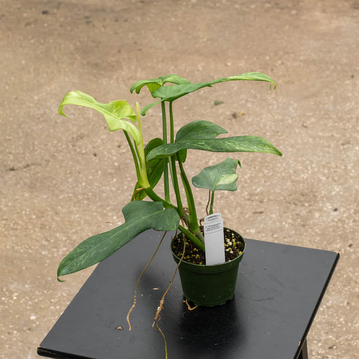 Gabriella Plants Philodendron 4" Philodendron bipennifolium &