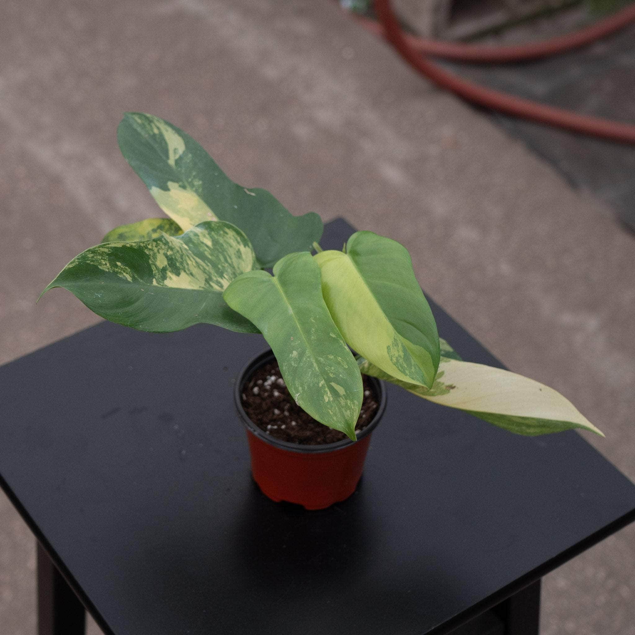 variegated philodendron bipennifolium Philodendron bipennifolium variegated