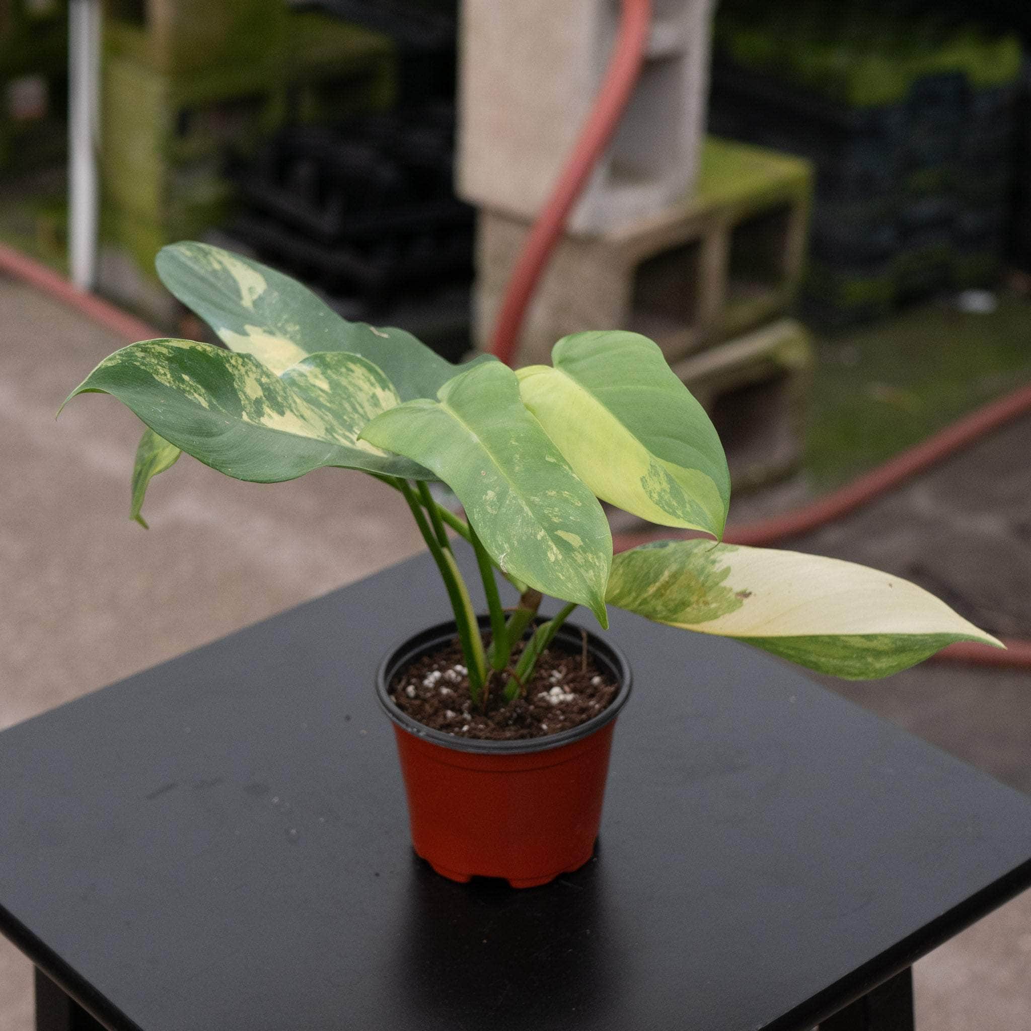 philodendron bipenifolium Philodendron bipennifolium variegated