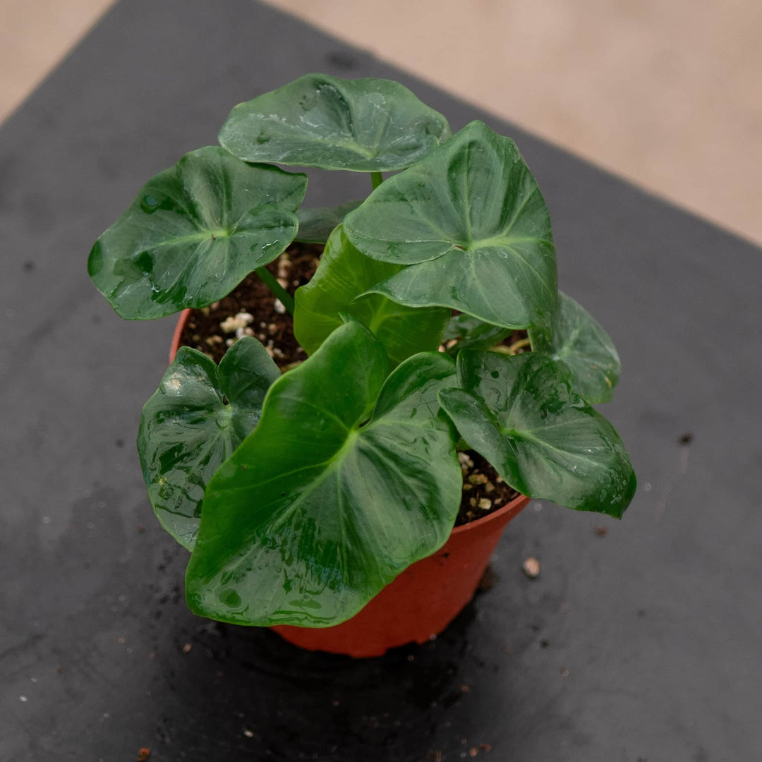 Gabriella Plants Philodendron 4" Philodendron bipinnatifidum 'Atom'