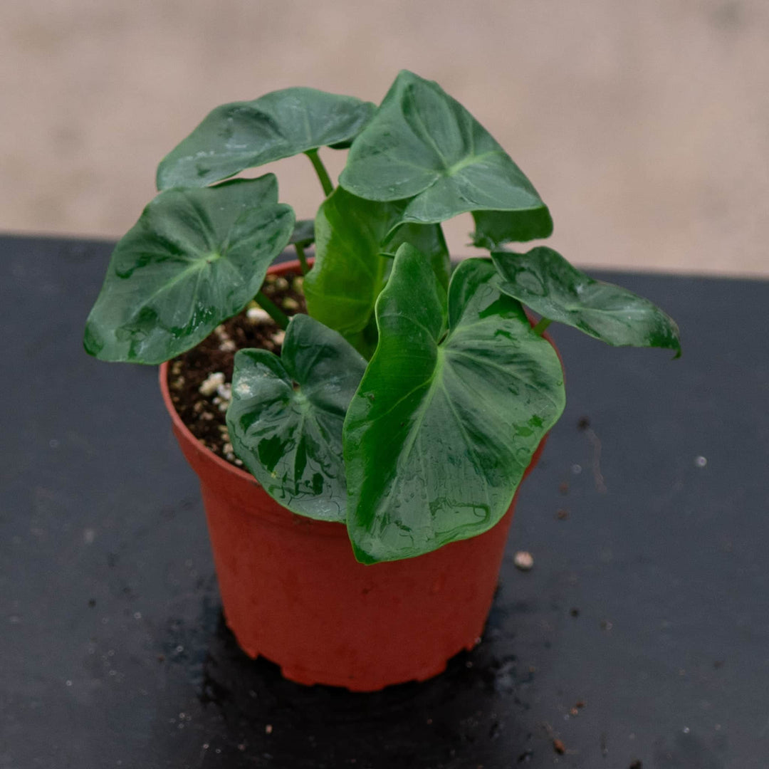 Gabriella Plants Philodendron 4" Philodendron bipinnatifidum 'Atom'