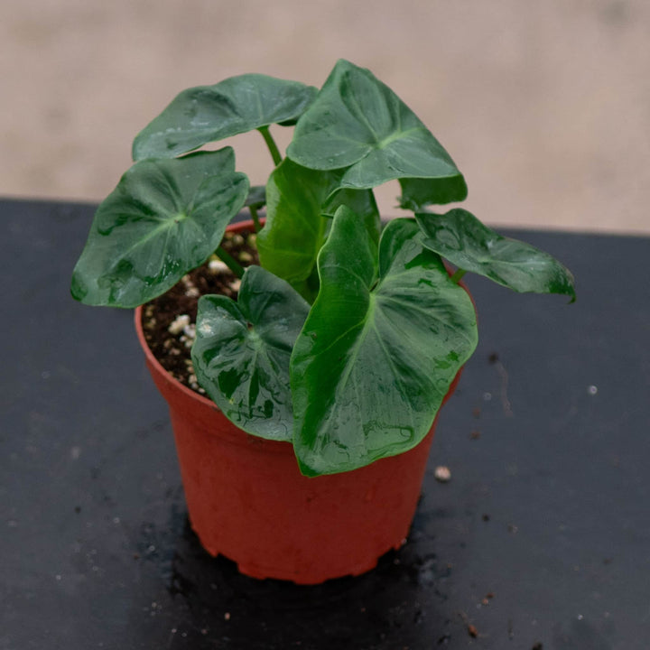 Gabriella Plants Philodendron 4" Philodendron bipinnatifidum 'Atom'