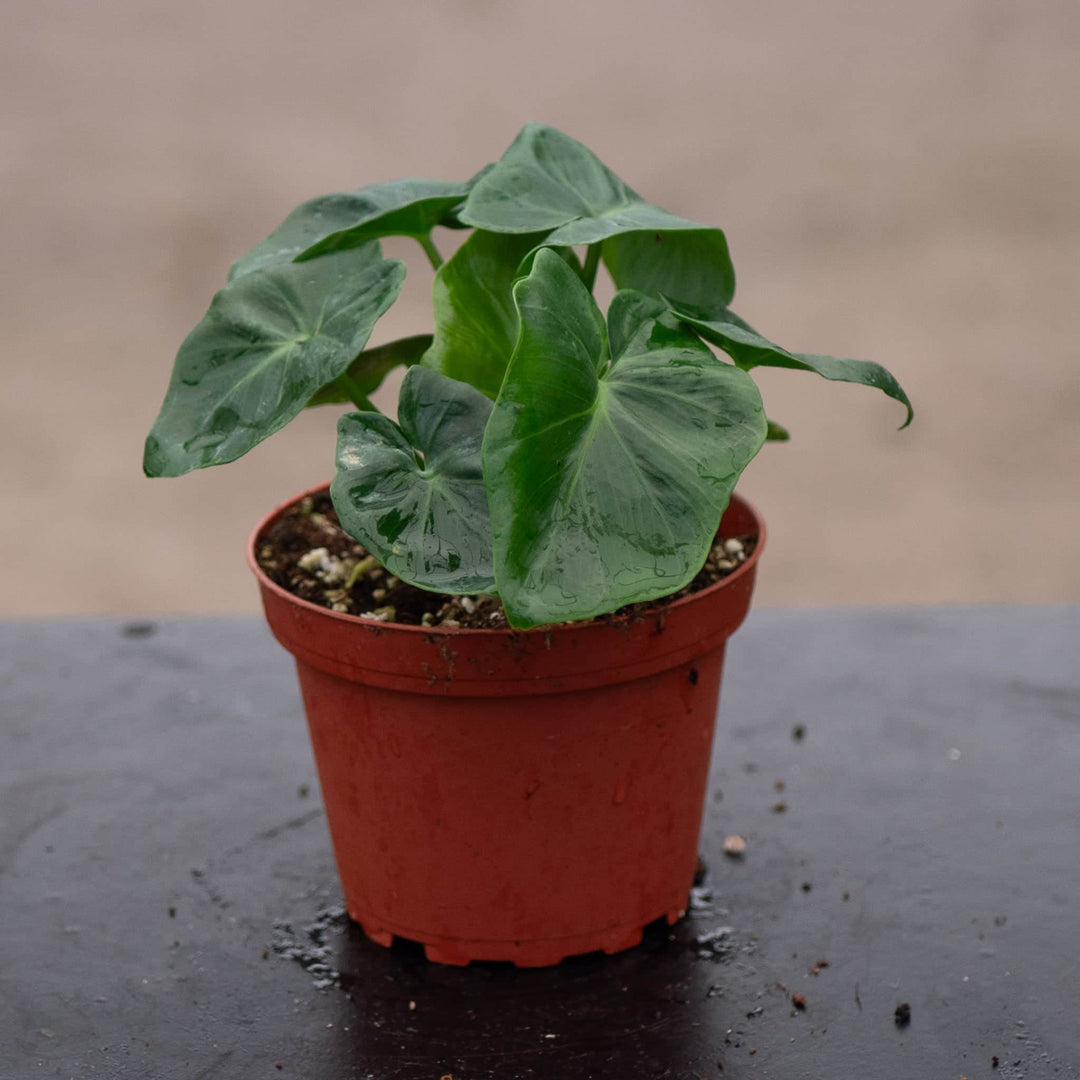 Gabriella Plants Philodendron 4" Philodendron bipinnatifidum 'Atom'