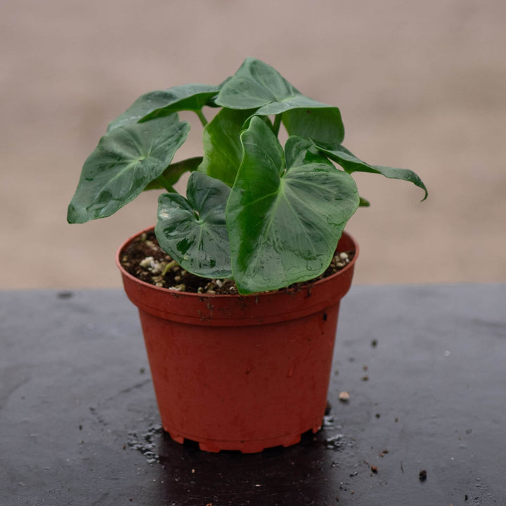 Gabriella Plants Philodendron 4" Philodendron bipinnatifidum 'Atom'