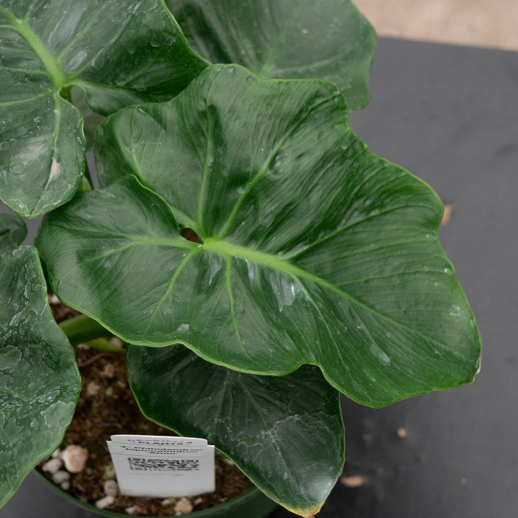philodendron atom gele bladeren Philodendron bipinnatifidum 'Atom'