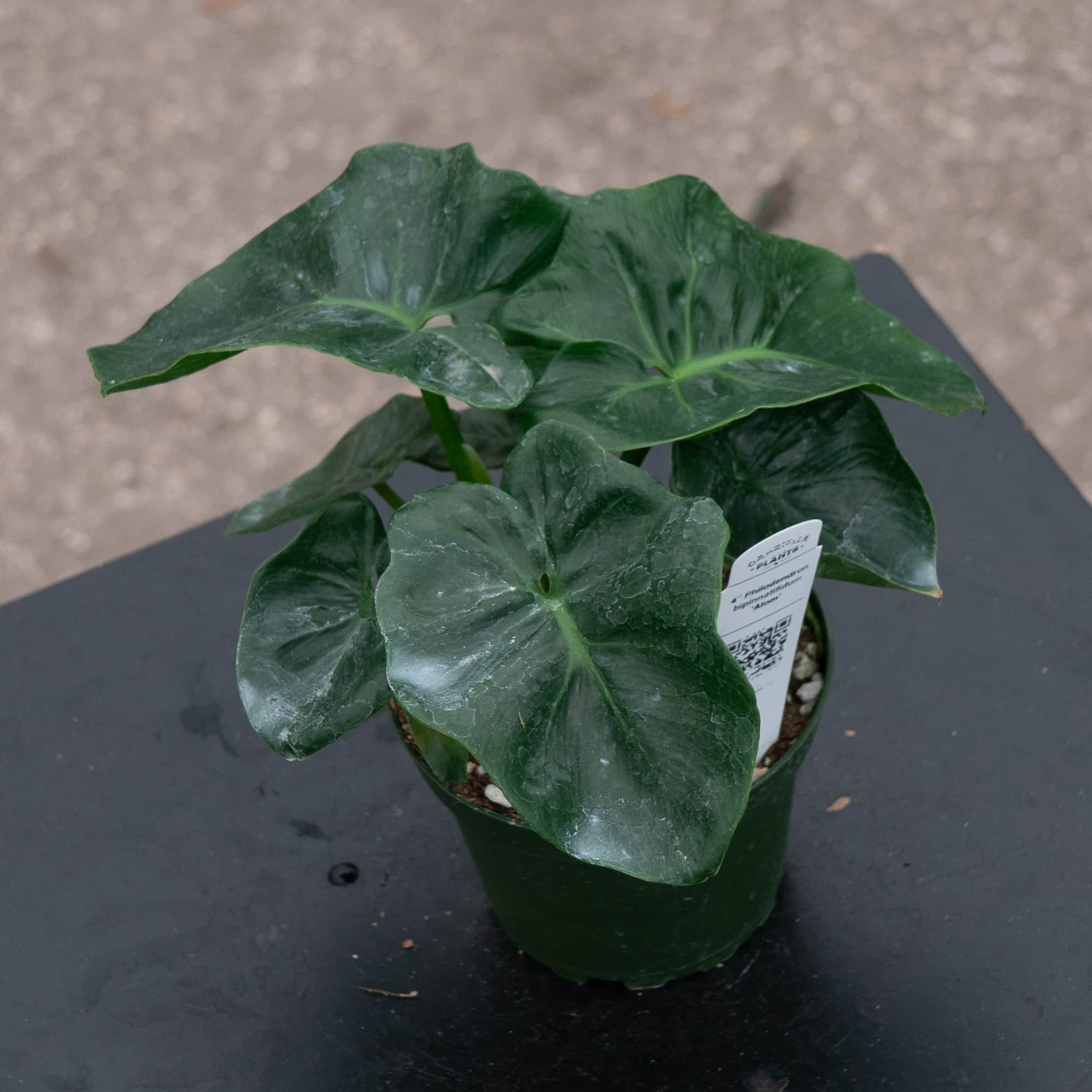 Gabriella Plants Philodendron bipinnatifidum Atom - Thumbnail 4