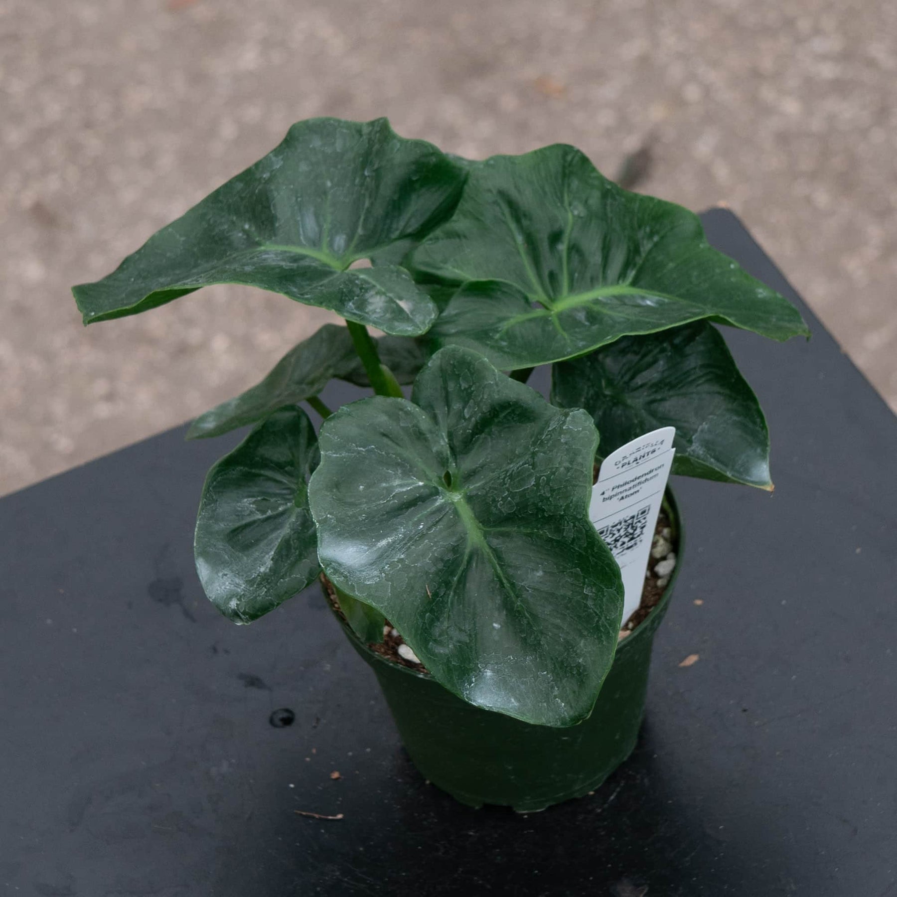 philodendron atom for sale Philodendron bipinnatifidum 'Atom'