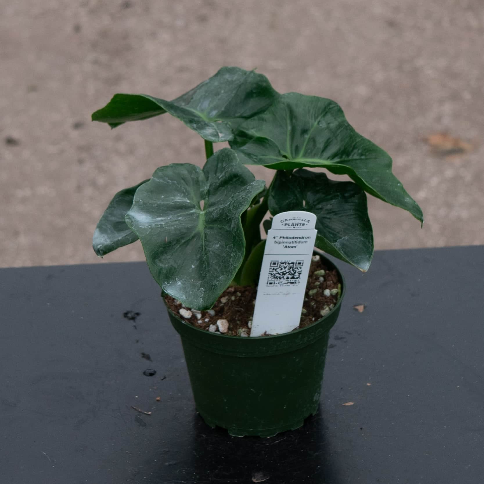 philodendron atom air purifier Philodendron bipinnatifidum 'Atom'