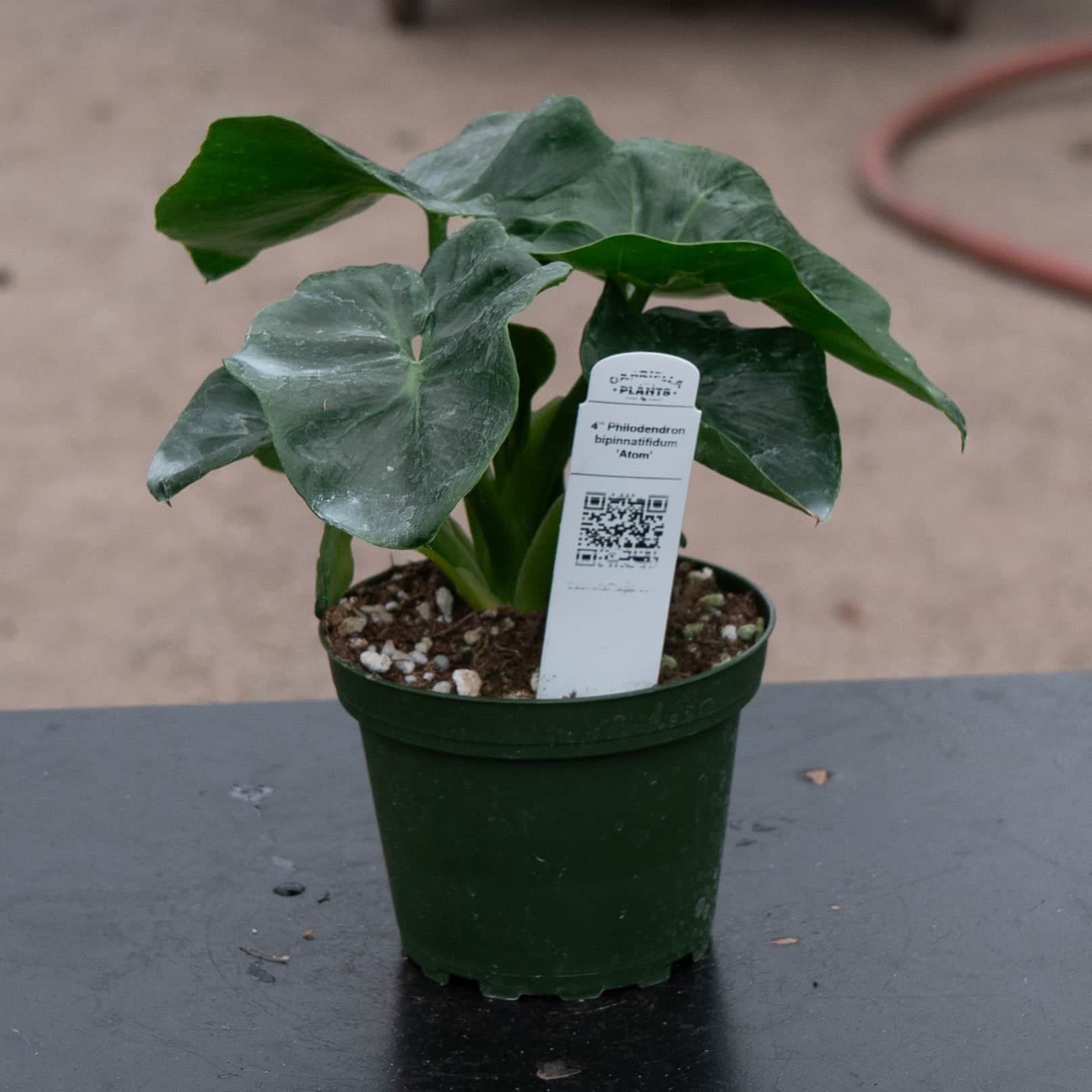 Gabriella Plants Philodendron bipinnatifidum Atom - Thumbnail 5