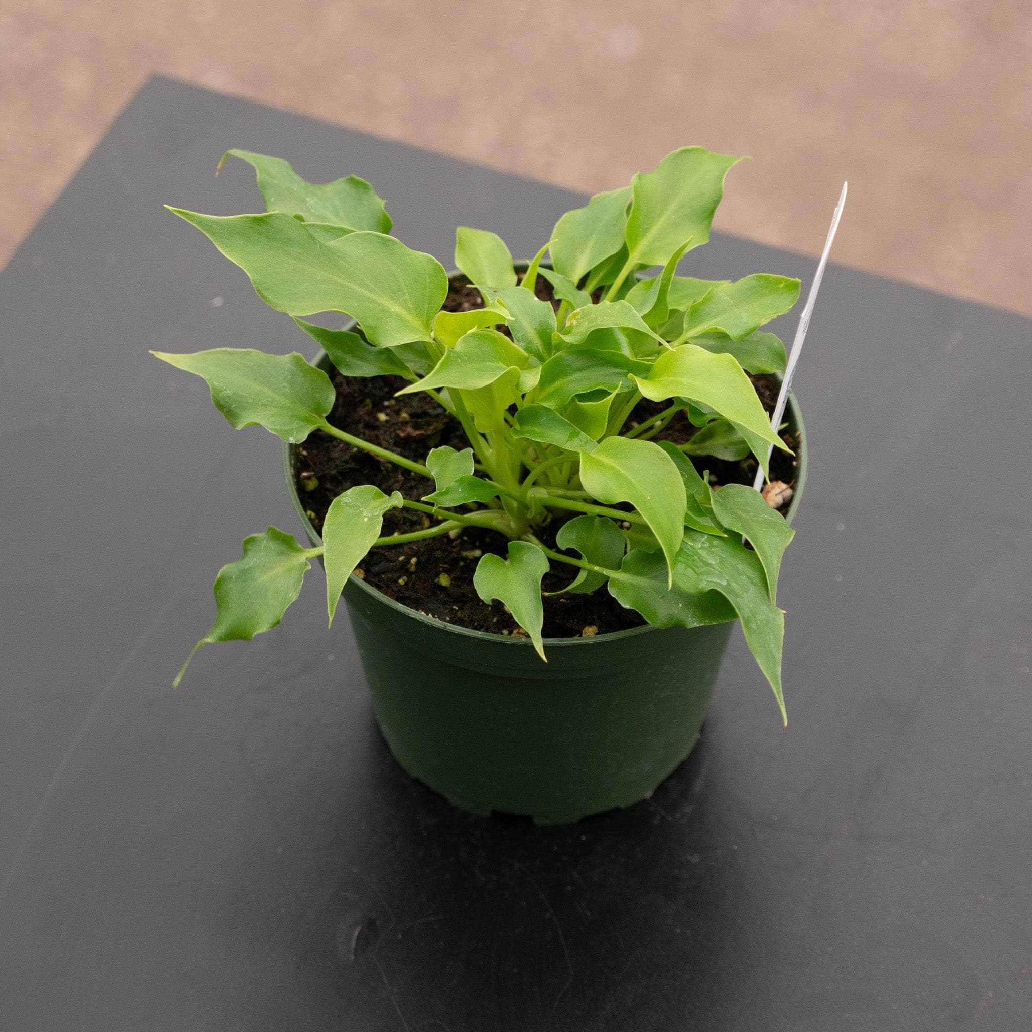 philodendron bip selloum hope Philodendron bipinnatifidum 'Baby Hope'
