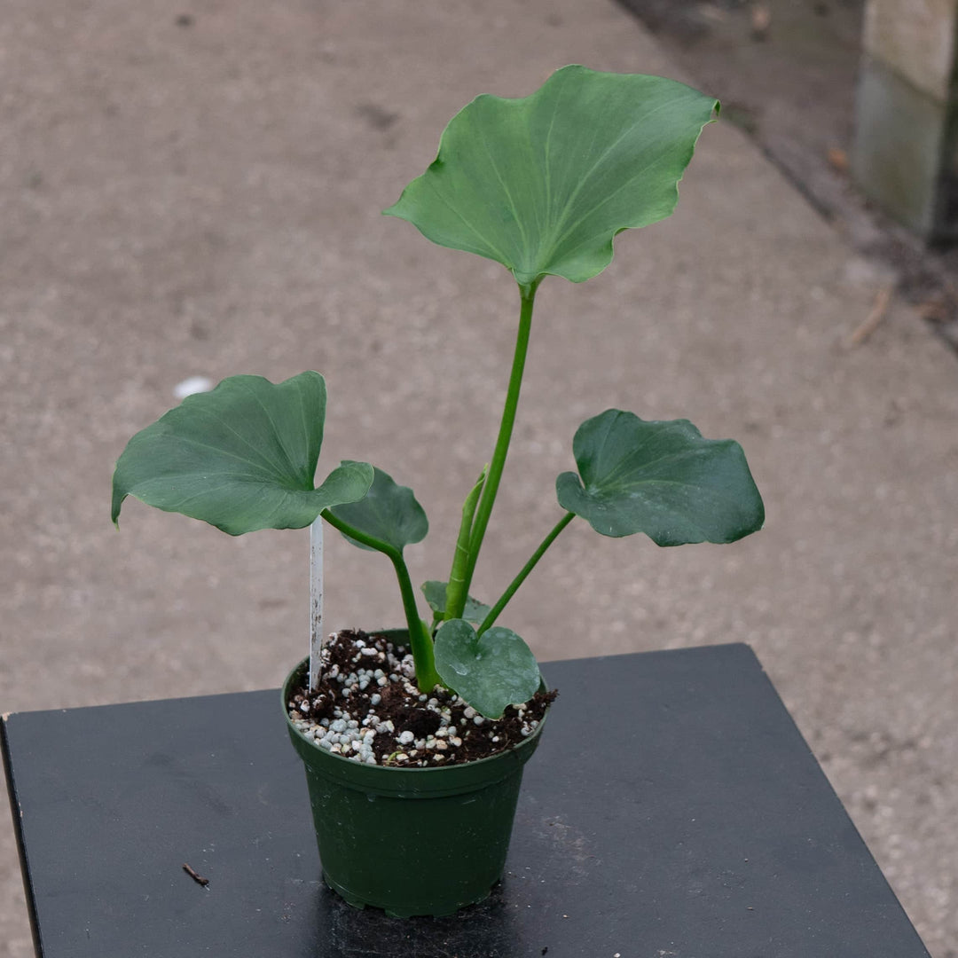 Gabriella Plants Philodendron 4 Philodendron bipinnatifidum 'Hope'