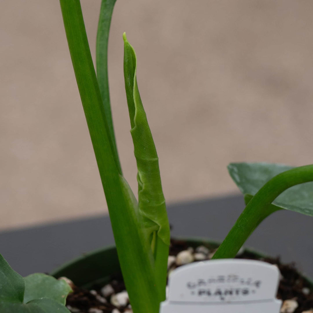 Gabriella Plants Philodendron 4 Philodendron bipinnatifidum 'Hope'