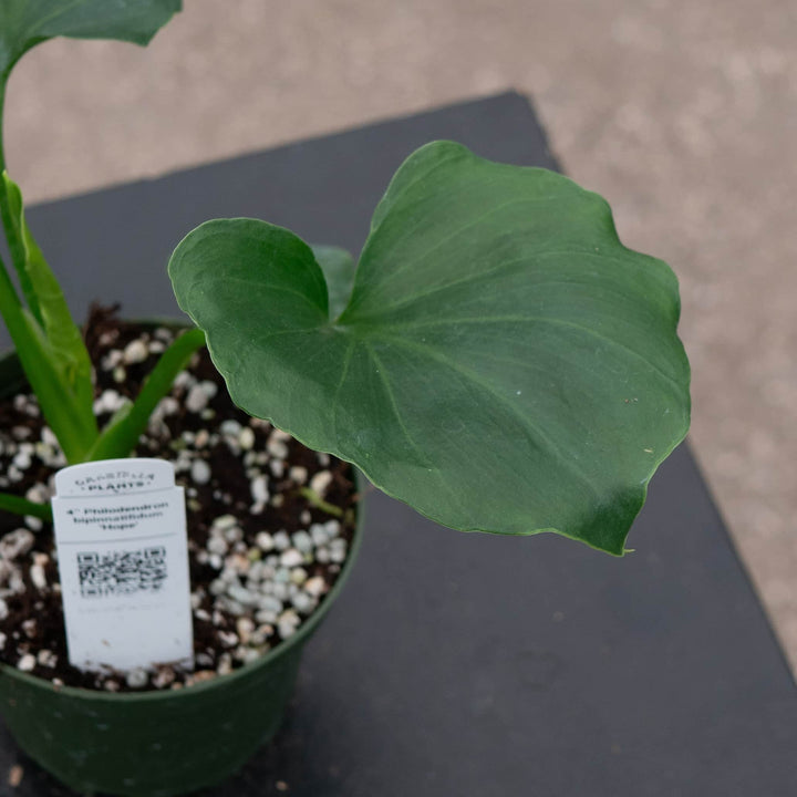 Gabriella Plants Philodendron 4 Philodendron bipinnatifidum 'Hope'