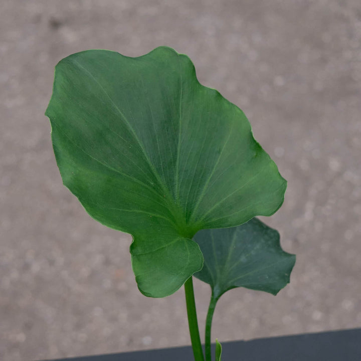 Gabriella Plants Philodendron 4 Philodendron bipinnatifidum 'Hope'