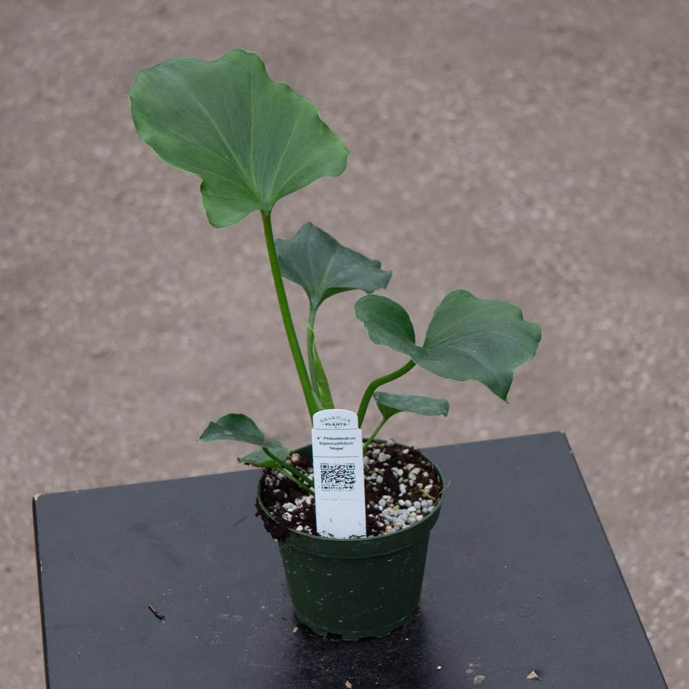 Gabriella Plants Philodendron 4 Philodendron bipinnatifidum 'Hope'