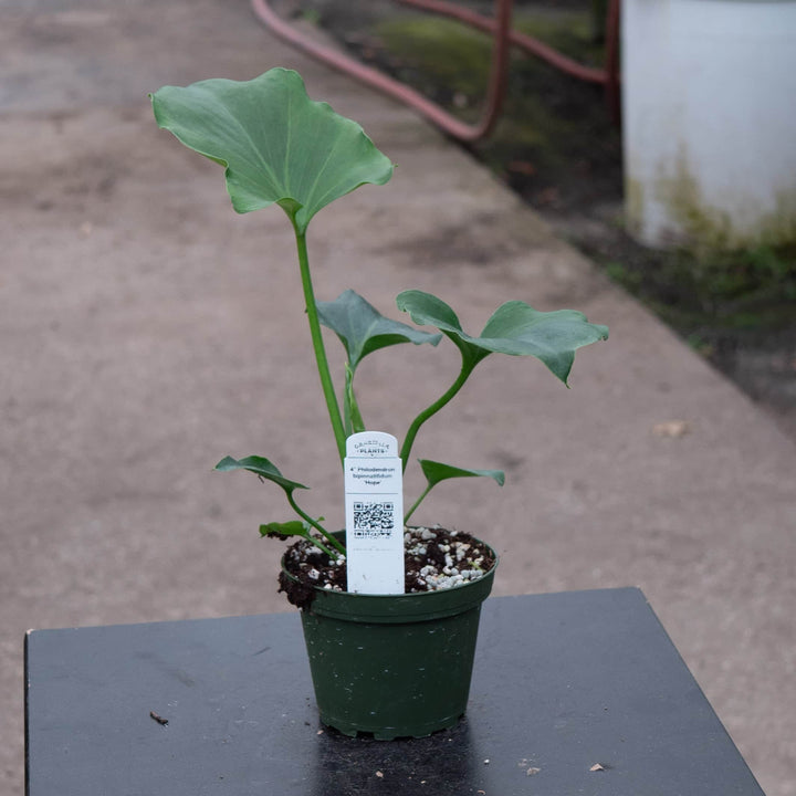 Gabriella Plants Philodendron 4 Philodendron bipinnatifidum 'Hope'