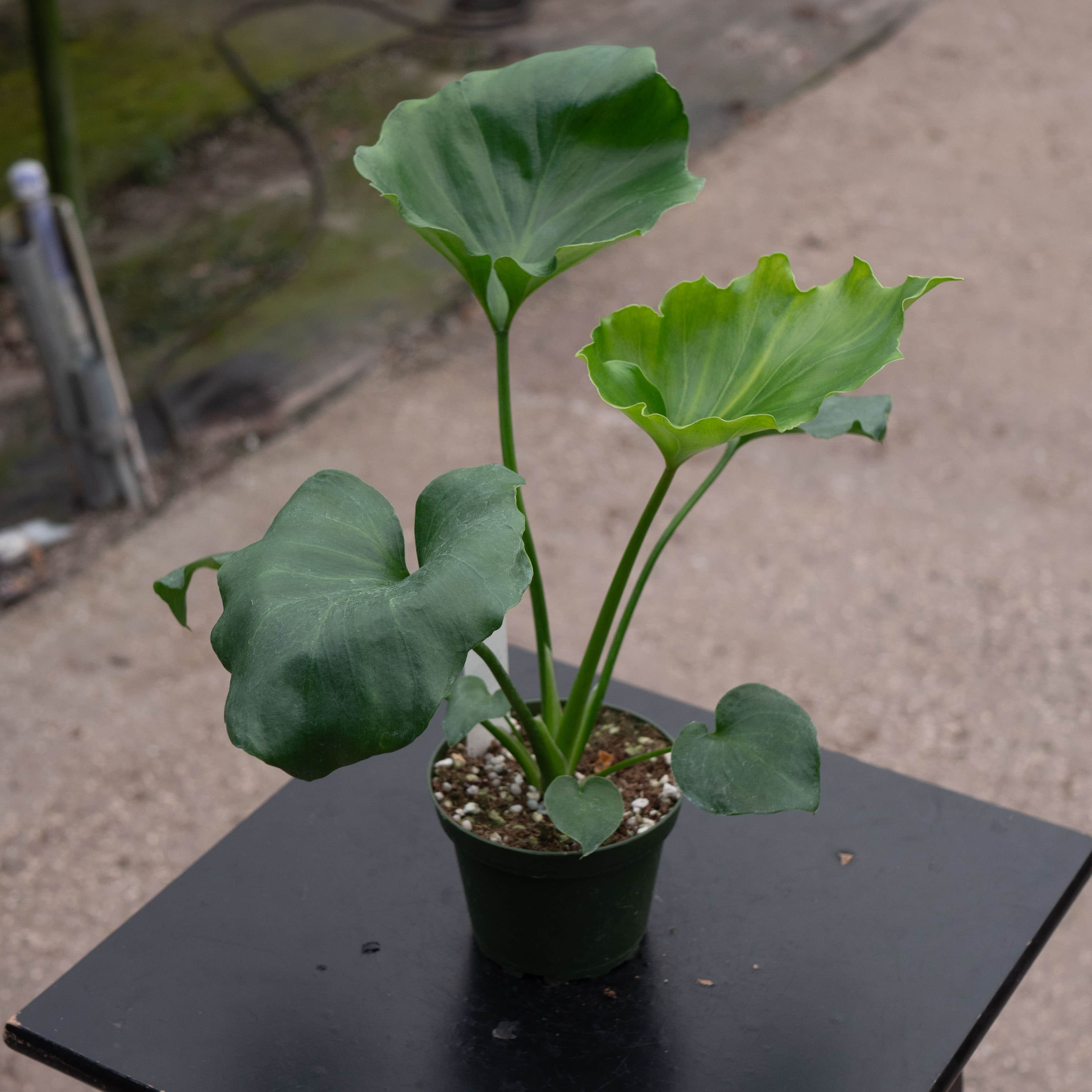 philodendron selloum bipinnatifidum Philodendron bipinnatifidum 'Hope'
