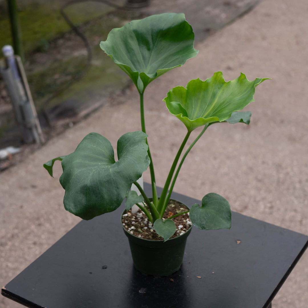 Gabriella Plants Philodendron 4 Philodendron bipinnatifidum 'Hope'