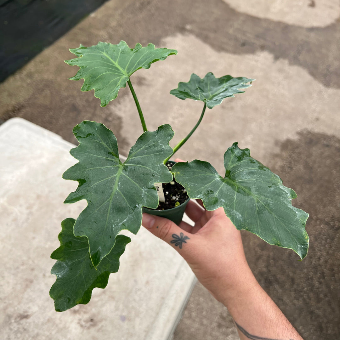 philodendron bipinnatifidum shangri la Philodendron bipinnatifidum 'Shangri-La'
