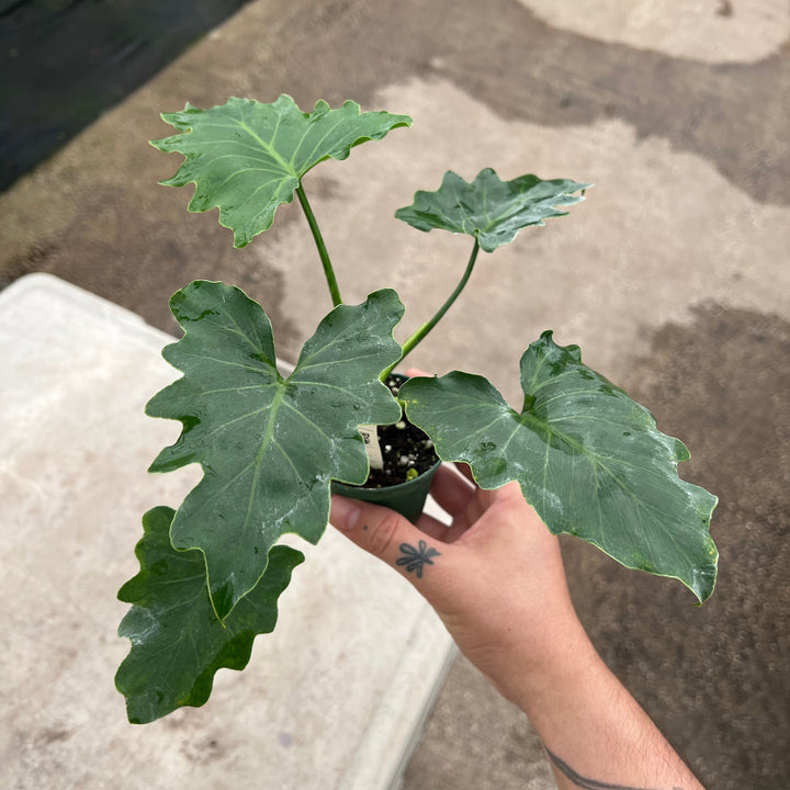 Gabriella Plants Philodendron Philodendron bipinnatifidum 'Shangri-La'