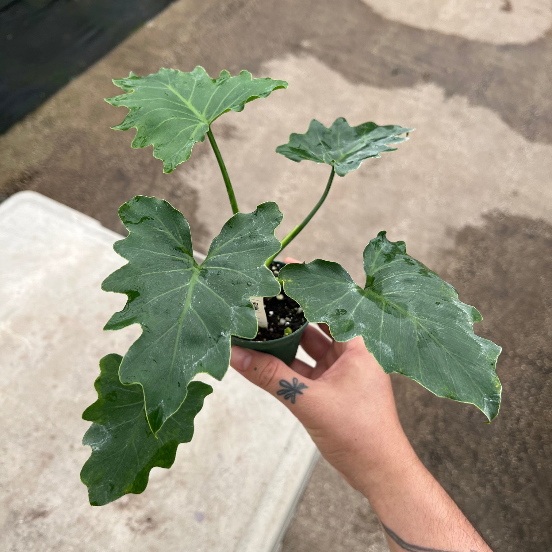 philodendron shangri la size Philodendron bipinnatifidum 'Shangri-La'