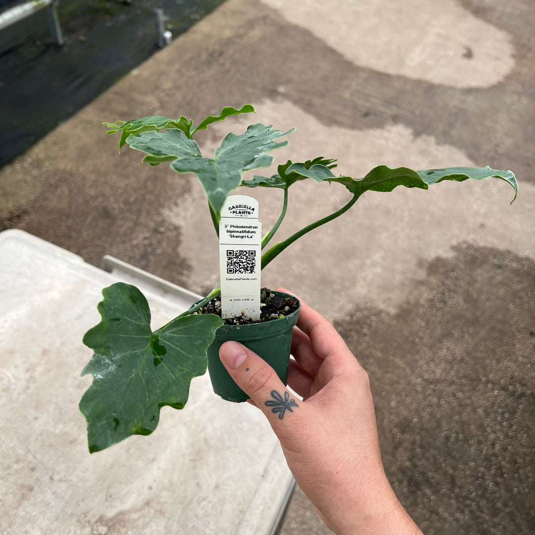 Gabriella Plants Philodendron Philodendron bipinnatifidum 'Shangri-La'