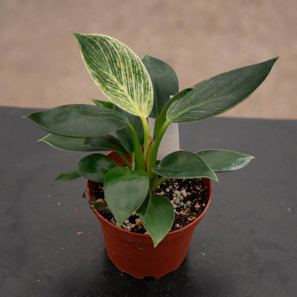 Gabriella Plants Philodendron 4" Philodendron 'Birkin'