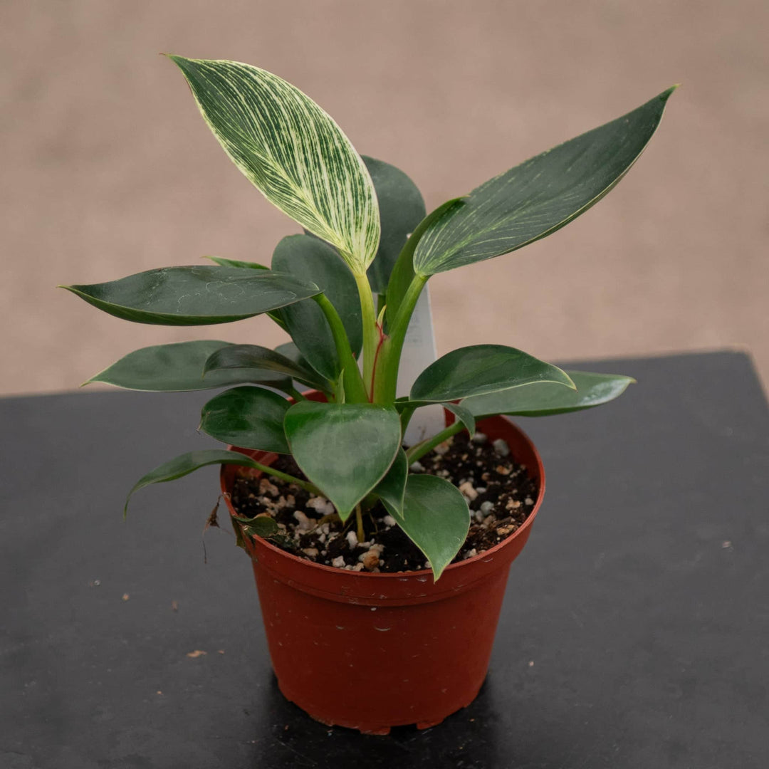 Gabriella Plants Philodendron 4" Philodendron 'Birkin'