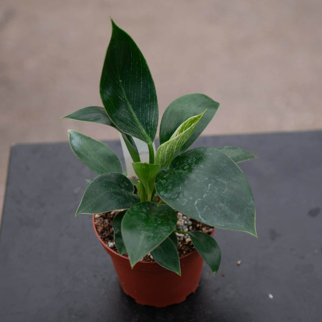 Gabriella Plants Philodendron 4" Philodendron 'Birkin'