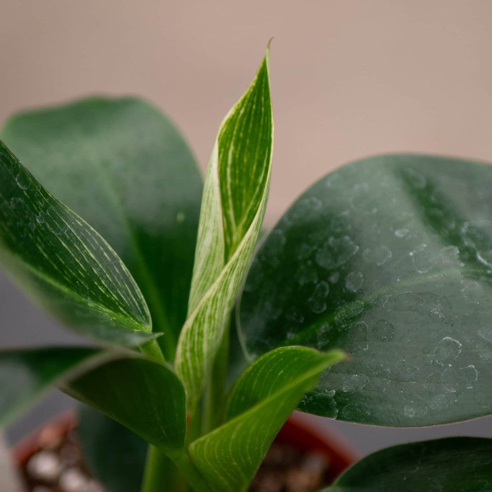 Gabriella Plants Philodendron 4" Philodendron 'Birkin'