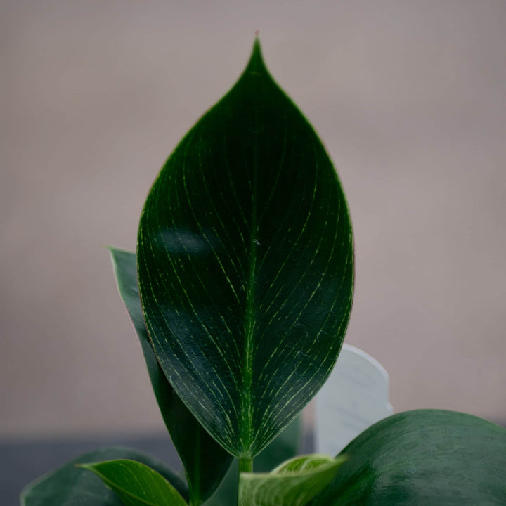 Gabriella Plants Philodendron 4" Philodendron 'Birkin'