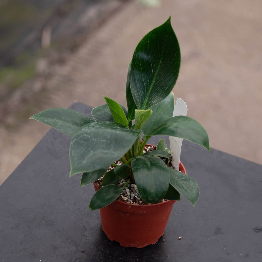 Gabriella Plants Philodendron 4" Philodendron 'Birkin'