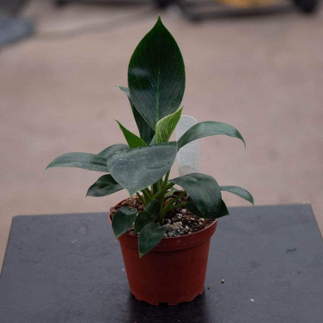 Gabriella Plants Philodendron 4" Philodendron 'Birkin'