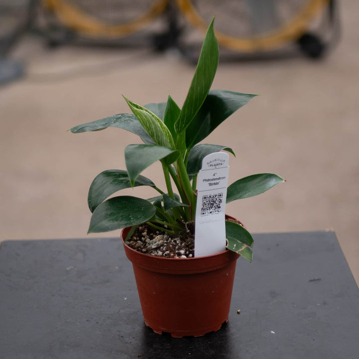 Gabriella Plants Philodendron 4" Philodendron 'Birkin'