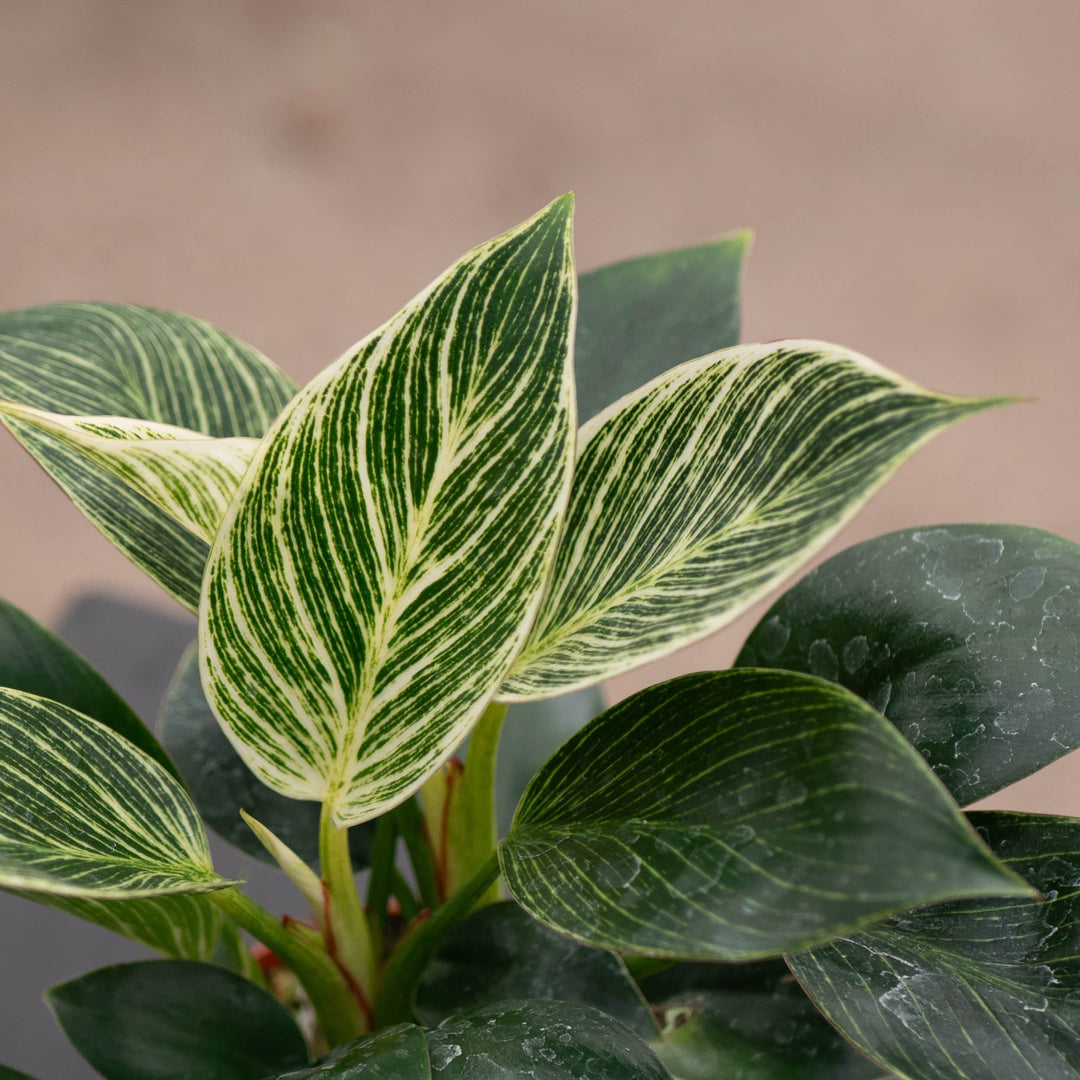 philodendron birkin pet friendly Philodendron 'Birkin'