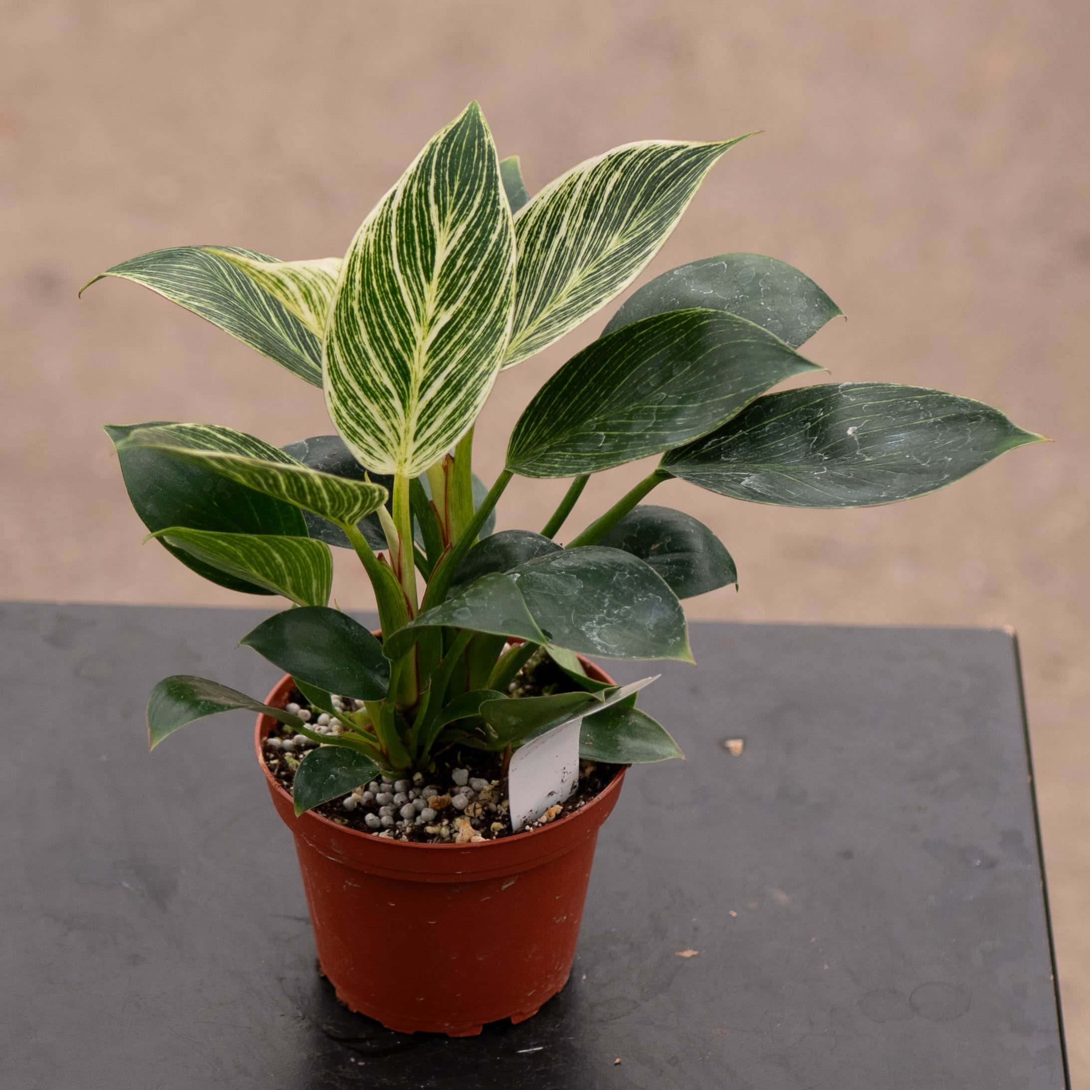 philodendron birkin halfmoon Philodendron 'Birkin' 4