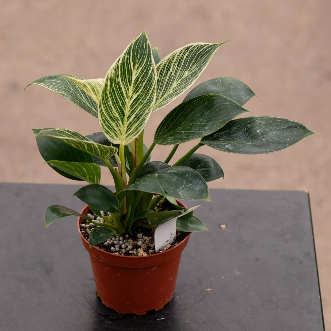 Gabriella Plants Philodendron 4" Philodendron 'Birkin'