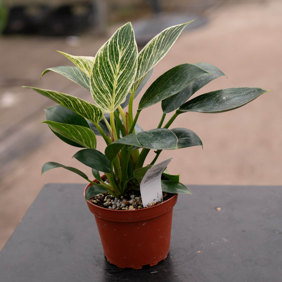 birkin philodendron flower Philodendron 'Birkin'