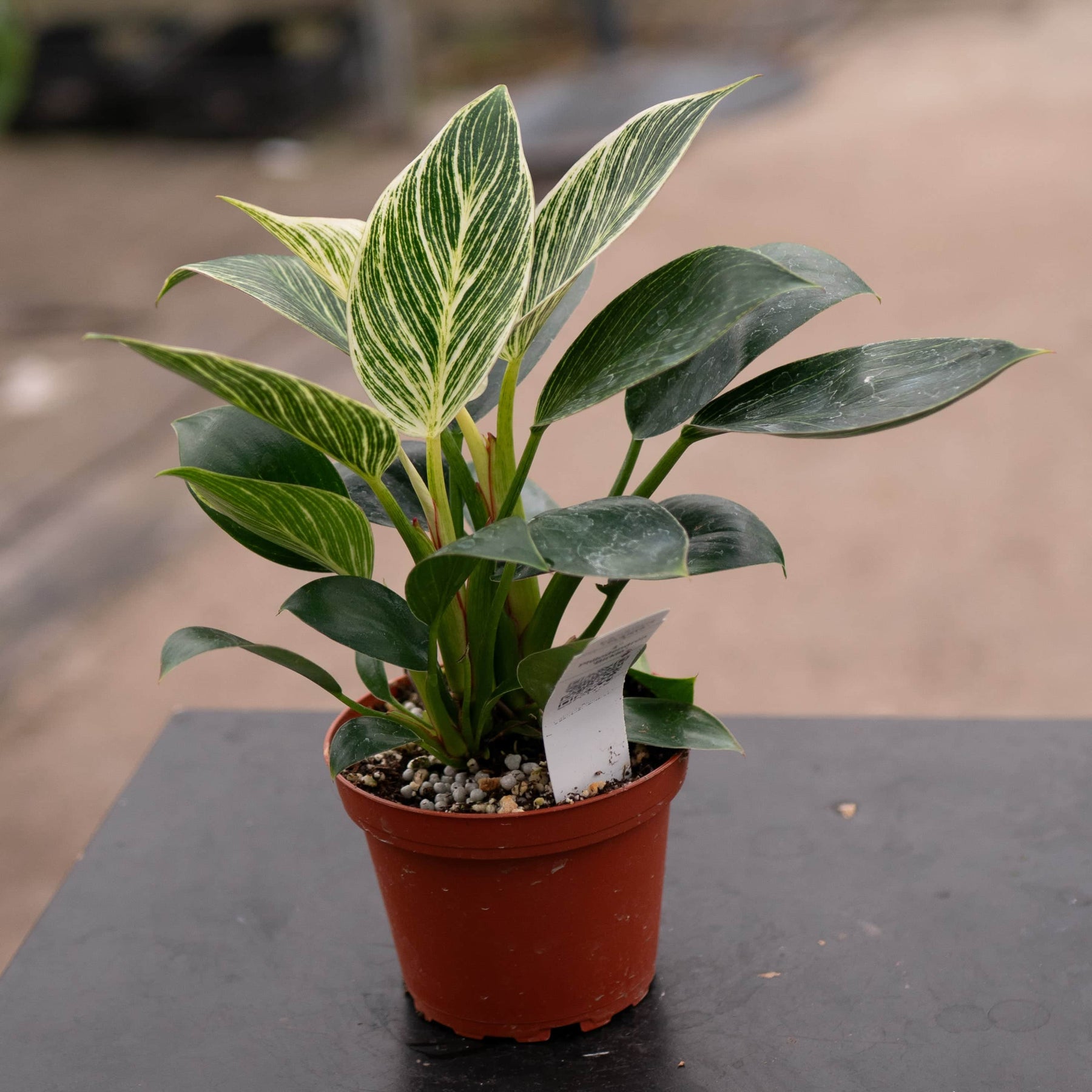 philodendron birkin pups Philodendron 'Birkin'