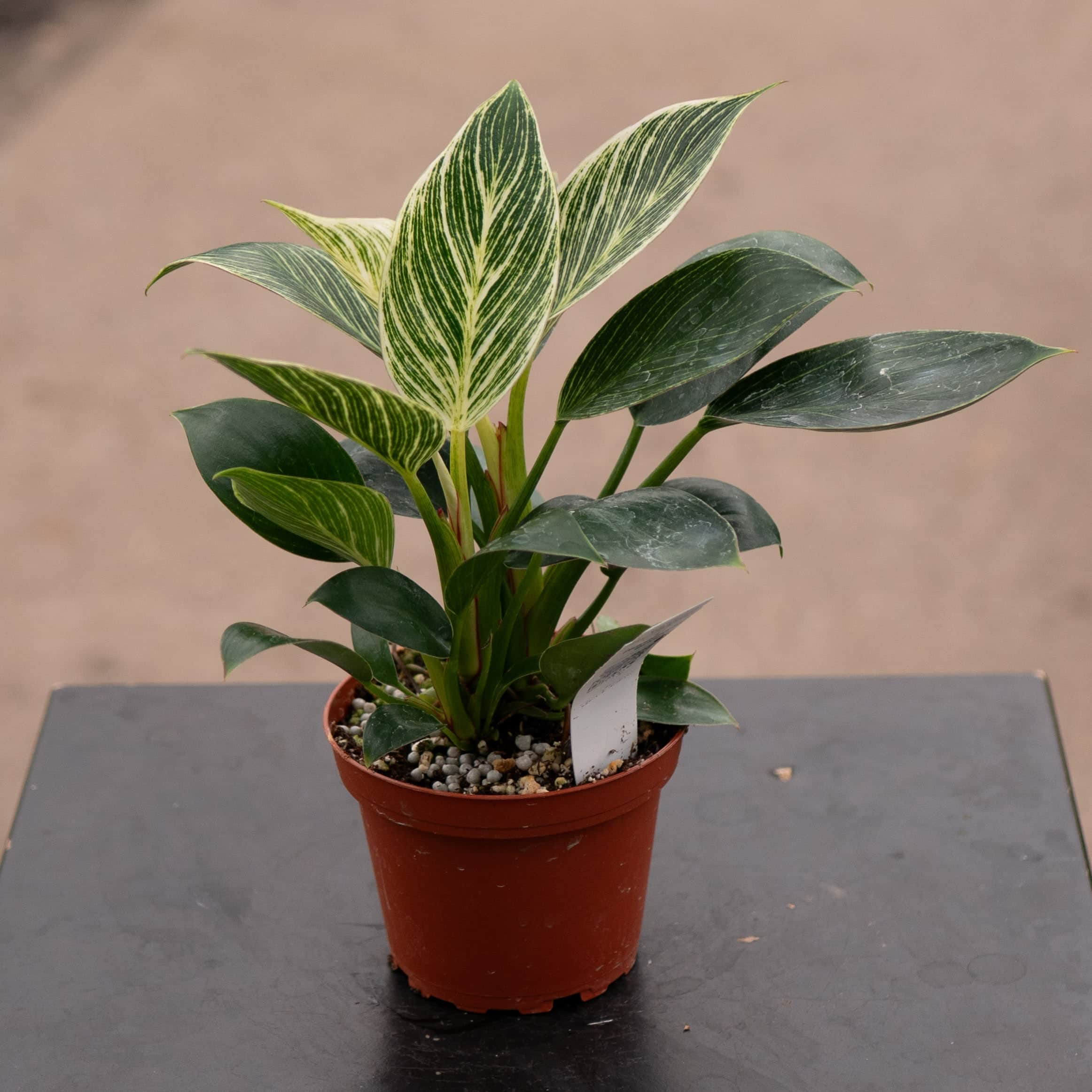 large birkin philodendron Philodendron 'Birkin'