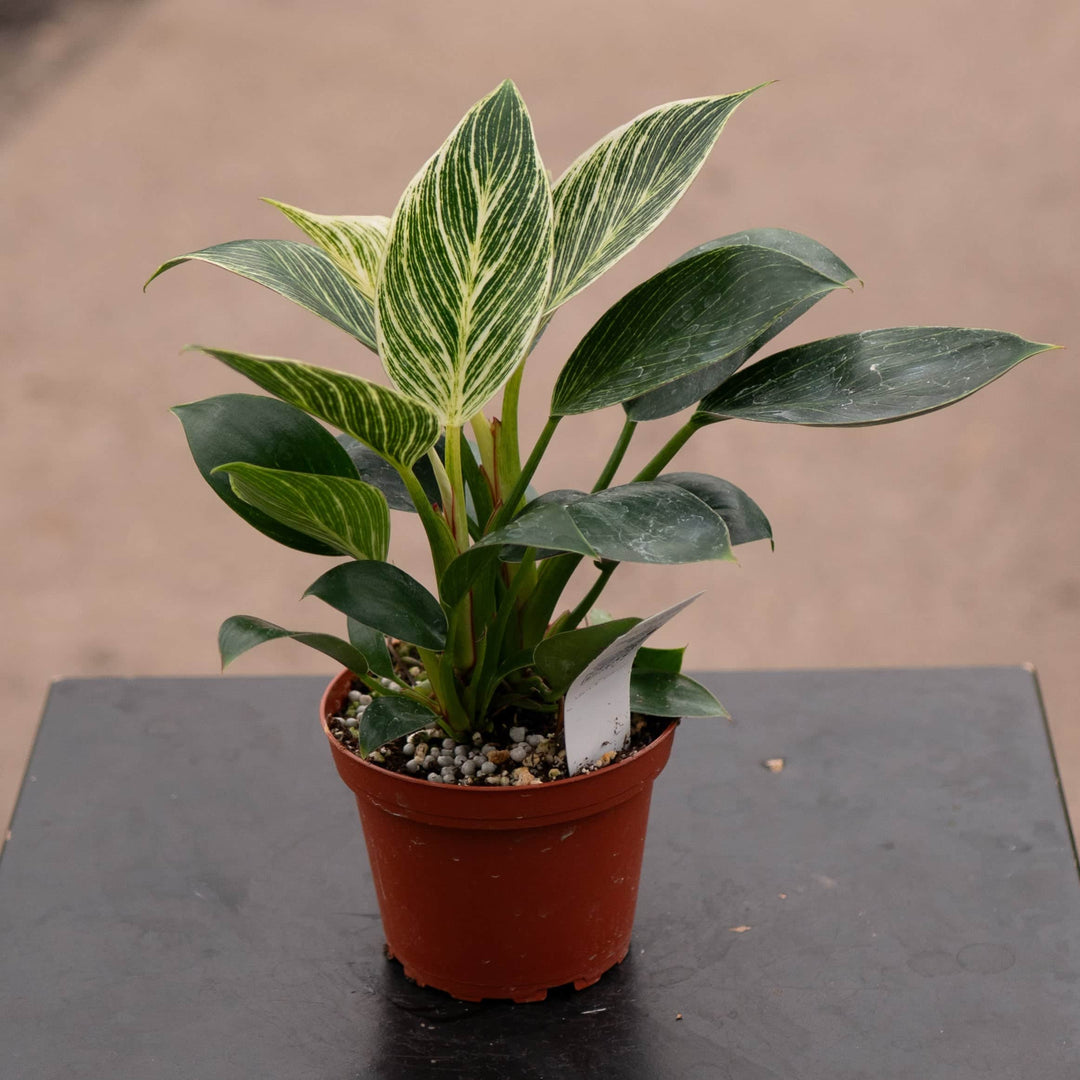 philodendron birkin new leaf Philodendron 'Birkin'