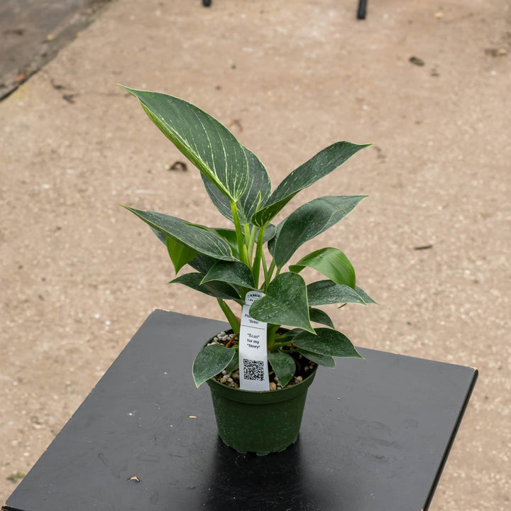 Gabriella Plants Philodendron 4" Philodendron &