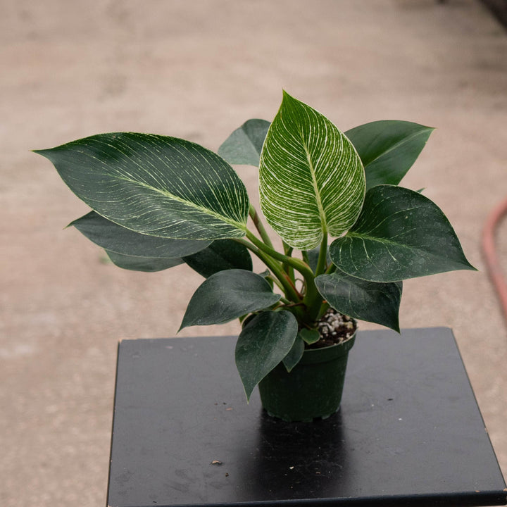 Gabriella Plants Philodendron 4" Philodendron &