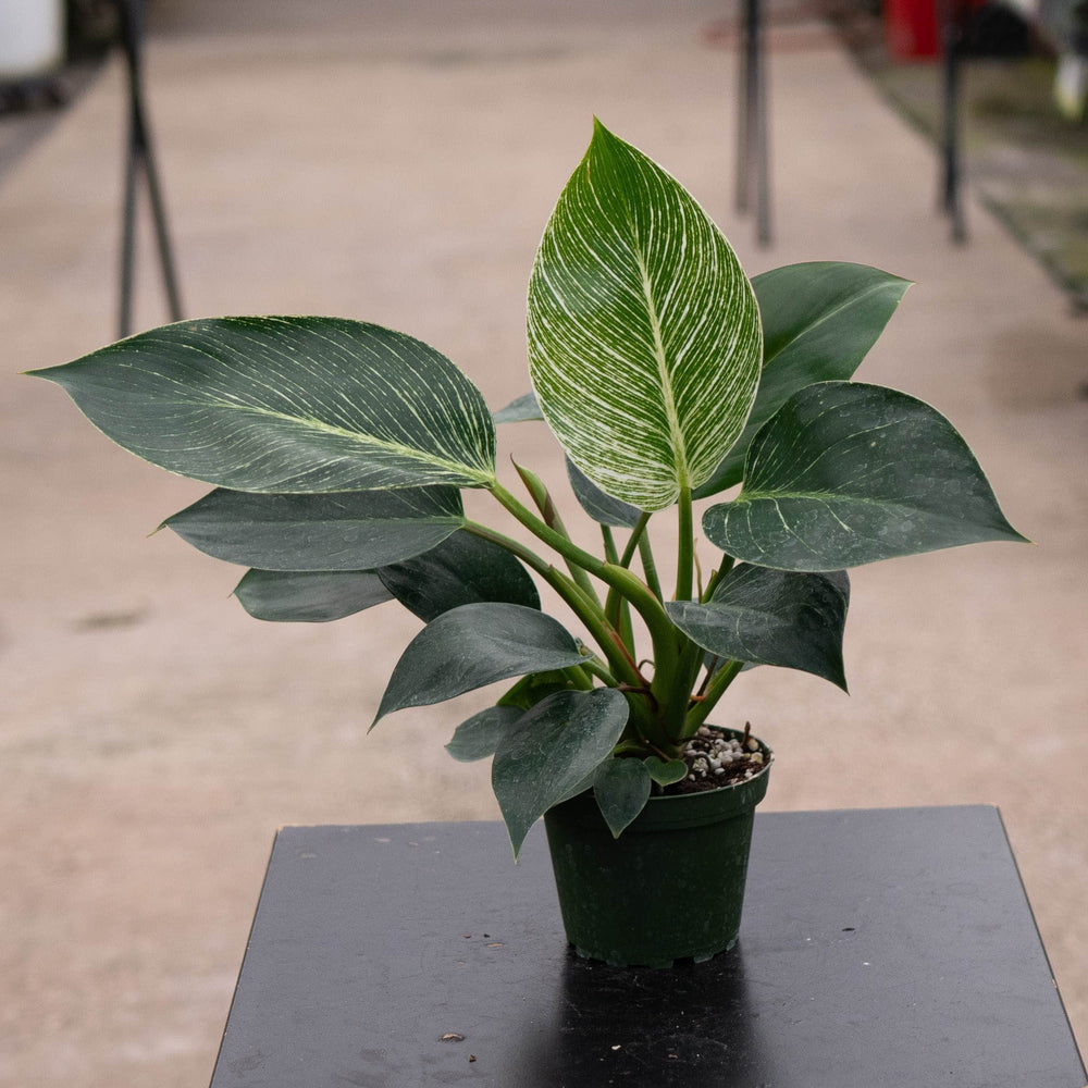 Gabriella Plants Philodendron 4" Philodendron 'Birkin'