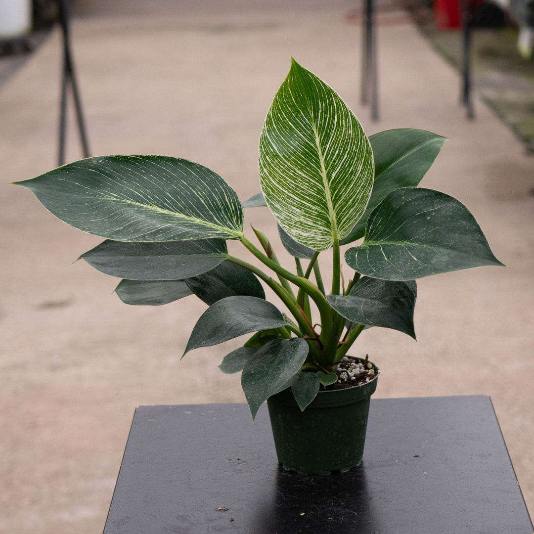 Gabriella Plants Philodendron 4" Philodendron &