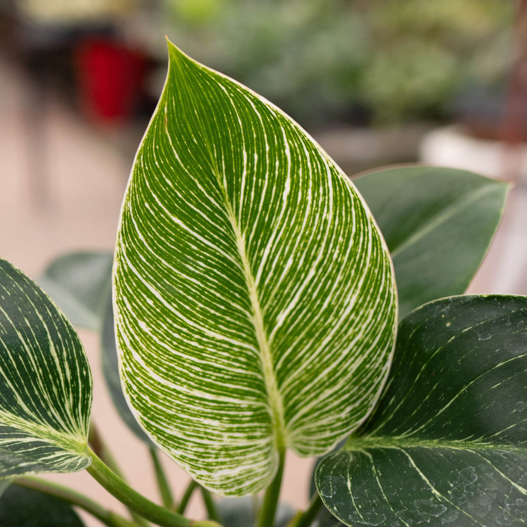 Gabriella Plants Philodendron 4" Philodendron &